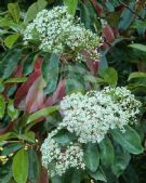 Photinia serratifolia