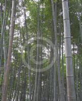 Phyllostachys edulis