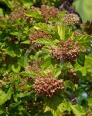 Physocarpus opulifolius Dart's Gold