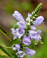 Physostegia virginiana