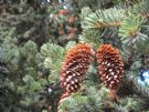 Picea abies