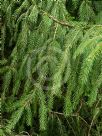 Picea abies