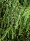 Picea abies