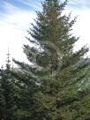 Picea abies