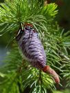 Picea smithiana