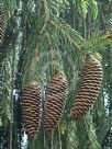 Picea smithiana