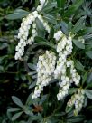 Pieris japonica