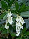 Pieris japonica