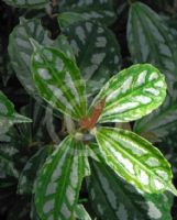 Pilea cadierei