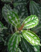 Pilea cadierei