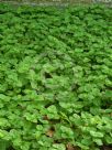 Pilea nummulariifolia