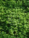 Pilea nummulariifolia