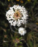 Pimelea linifolia