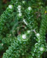 Pimelea nivea