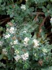 Pimelea prostrata