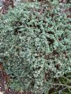 Pimelea prostrata