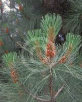 Pinus coulteri