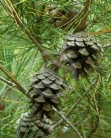 Pinus tabuliformis