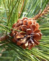 Pinus thunbergii