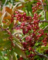 Pistacia lentiscus