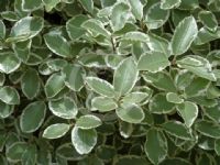 Pittosporum crassifolium Variegatum