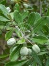 Pittosporum crassifolium