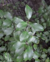 Pittosporum tenuifolium James Stirling