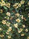 Pittosporum tobira