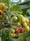 Pittosporum tobira