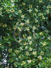 Pittosporum tobira