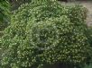 Pittosporum tobira