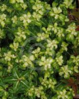 Pittosporum Gold Star