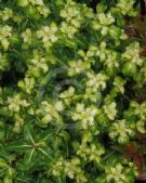 Pittosporum Gold Star