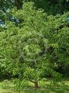 Platycarya strobilacea