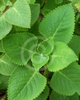 Plectranthus amboinicus