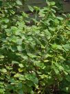 Plectranthus amboinicus