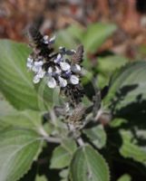 Plectranthus argentatus