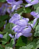 Plectranthus saccatus