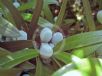 Podocarpus elatus