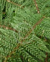 Polystichum setiferum