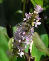 Pontederia cordata