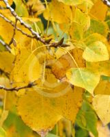 Populus balsamifera