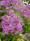Primula malacoides