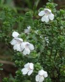 Prostanthera cuneata