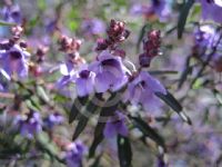 Prostanthera ovalifolia