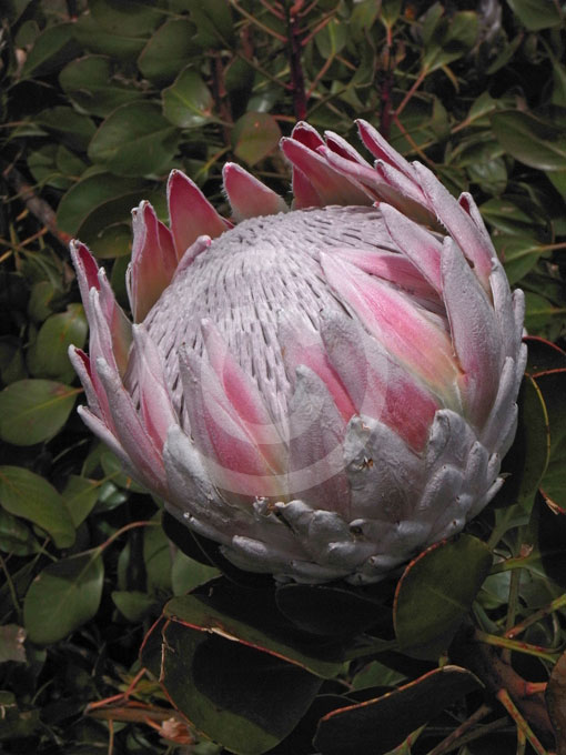 Protea magnifica Red Beauty