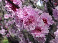 Prunus blireana