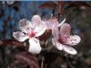 Prunus cerasifera Nigra