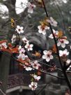 Prunus cerasifera Nigra