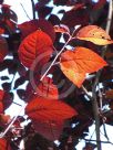 Prunus cerasifera Nigra
